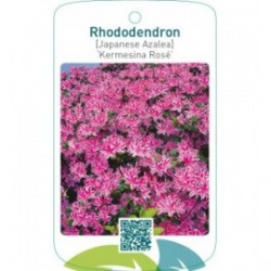 Rhododendron [Japanese Azalea] ‘Kermesina Rosé’