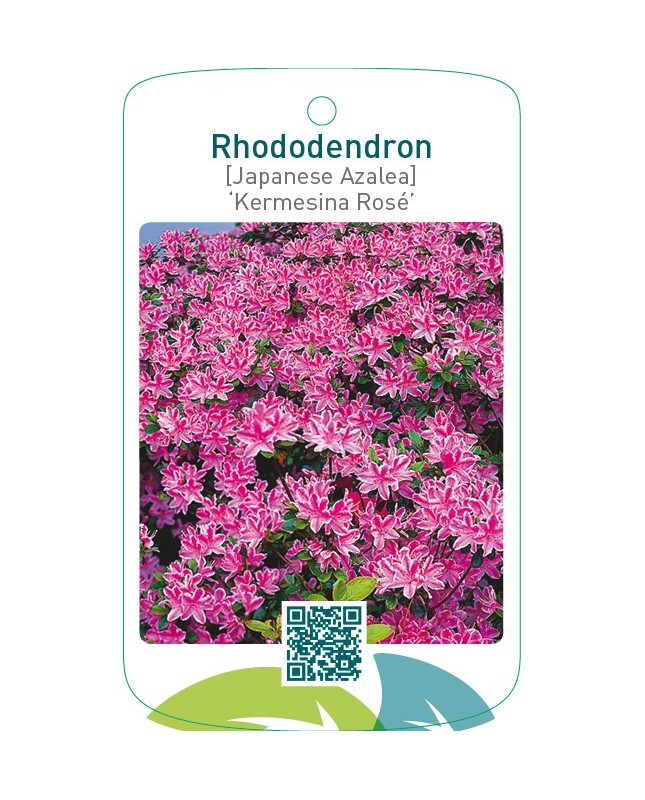 Rhododendron [Japanese Azalea] ‘Kermesina Rosé’