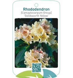 Rhododendron [Campylocarpum Group] ‘Goldsworth Yellow’
