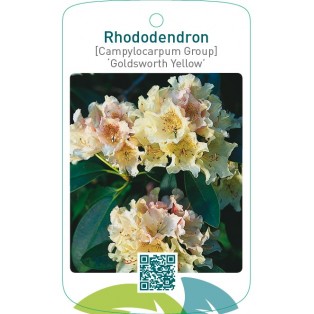 Rhododendron [Campylocarpum Group] ‘Goldsworth Yellow’
