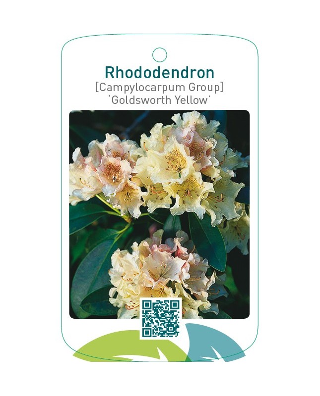 Rhododendron [Campylocarpum Group] ‘Goldsworth Yellow’
