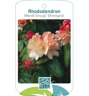Rhododendron [Wardii Group] ‘Ehrengold’