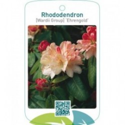 Rhododendron [Wardii Group] ‘Ehrengold’