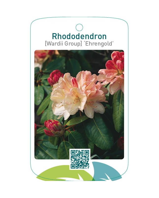 Rhododendron [Wardii Group] ‘Ehrengold’