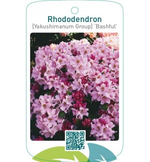 Rhododendron [Yakushimanum Group] ‘Bashful’
