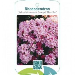 Rhododendron [Yakushimanum Group] ‘Bashful’