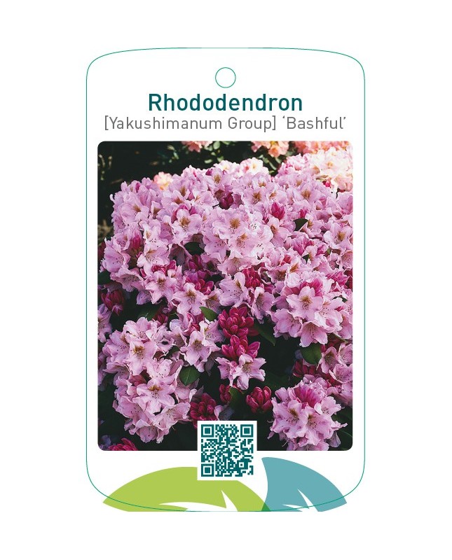 Rhododendron [Yakushimanum Group] ‘Bashful’