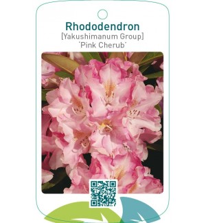 Rhododendron [Yakushimanum Group] ‘Pink Cherub’