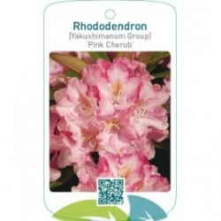 Rhododendron [Yakushimanum Group] ‘Pink Cherub’
