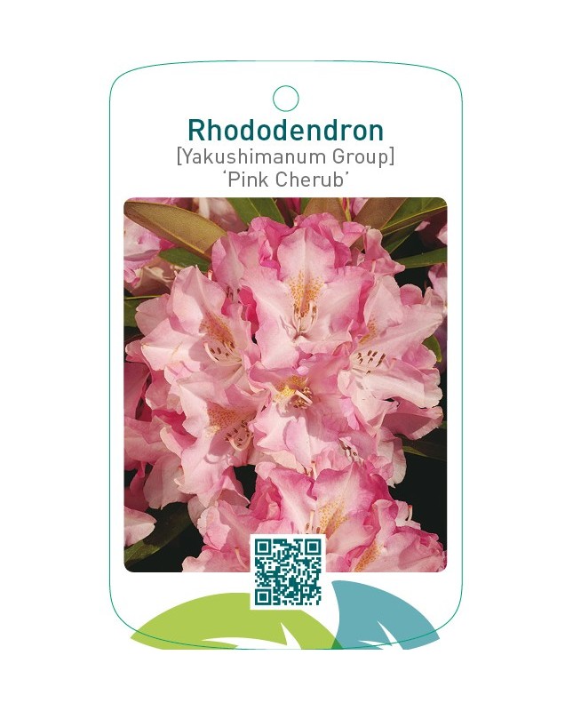 Rhododendron [Yakushimanum Group] ‘Pink Cherub’