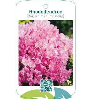 Rhododendron [Yakushimanum Group]lichtroze