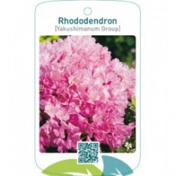 Rhododendron [Yakushimanum Group]lichtroze