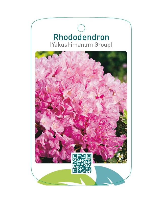 Rhododendron [Yakushimanum Group]lichtroze