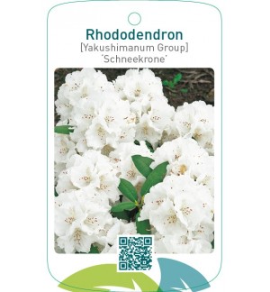 Rhododendron [Yakushimanum Group] ‘Schneekrone’