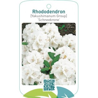 Rhododendron [Yakushimanum Group] ‘Schneekrone’