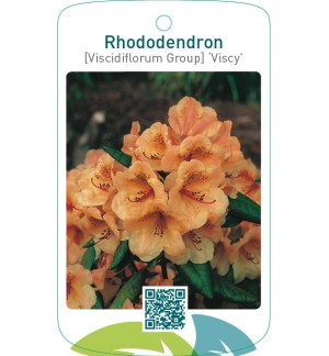 Rhododendron [Viscidiflorum Group] ‘Viscy’