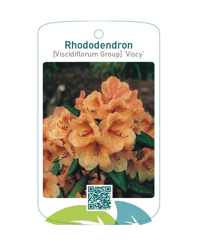 Rhododendron [Viscidiflorum Group] ‘Viscy’
