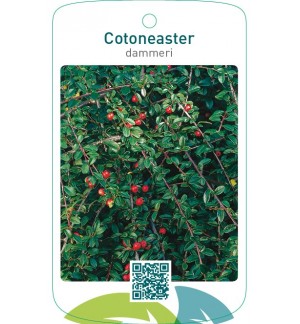 Cotoneaster dammeri