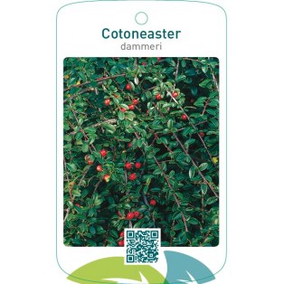 Cotoneaster dammeri