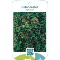 Cotoneaster dammeri