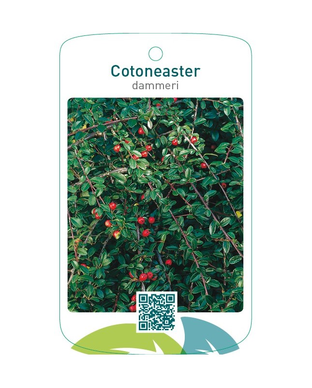 Cotoneaster dammeri