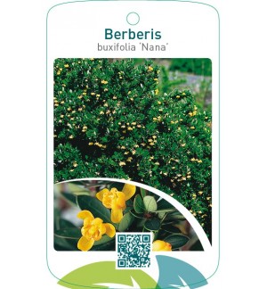 Berberis buxifolia ‘Nana’
