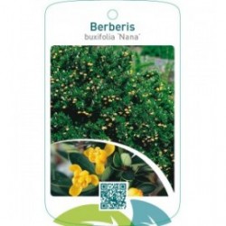 Berberis buxifolia ‘Nana’