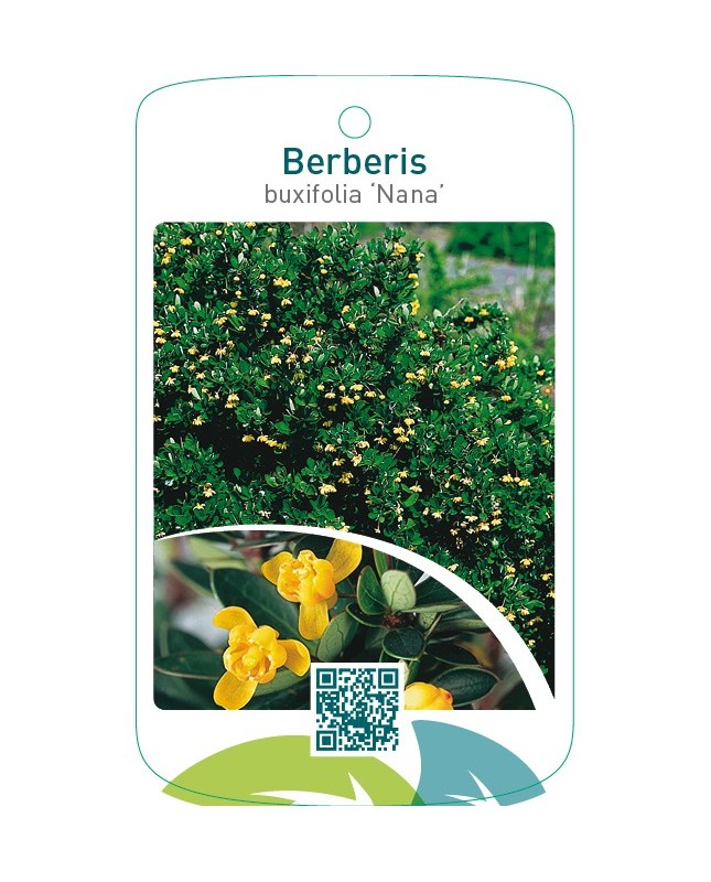 Berberis buxifolia ‘Nana’