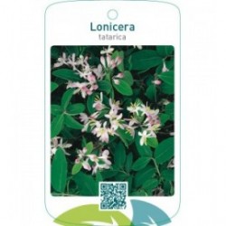 Lonicera tatarica