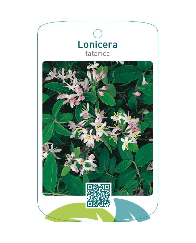 Lonicera tatarica
