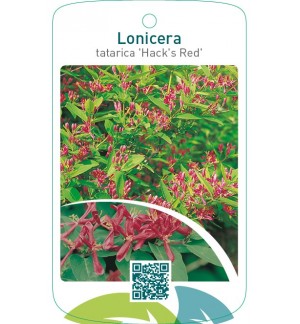 Lonicera tatarica ‘Hacks Red’