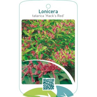 Lonicera tatarica ‘Hacks Red’