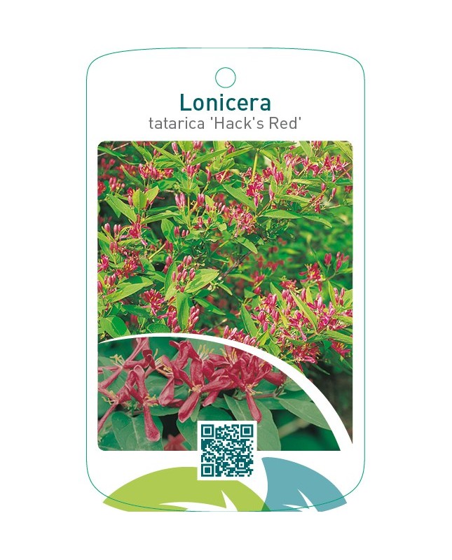 Lonicera tatarica ‘Hacks Red’