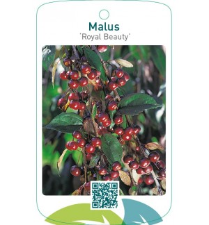 Malus ‘Royal Beauty’
