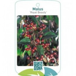 Malus ‘Royal Beauty’