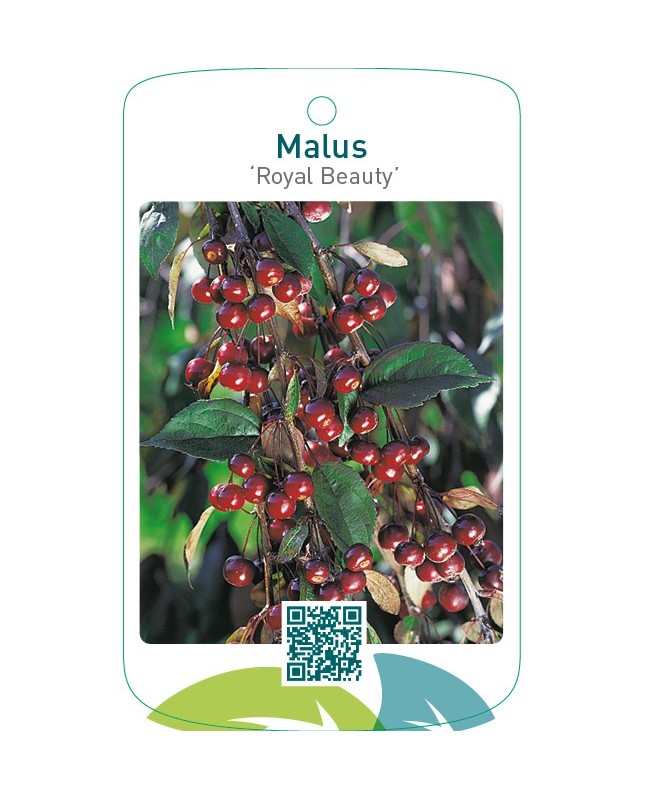 Malus ‘Royal Beauty’