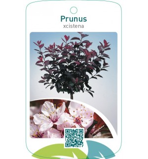 Prunus xcistena op stam