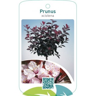 Prunus xcistena op stam