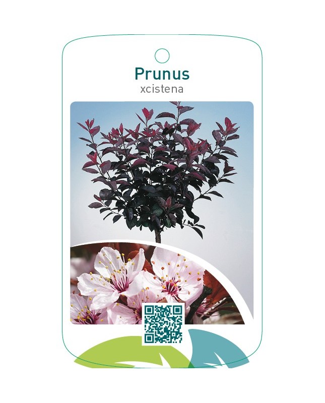 Prunus xcistena op stam