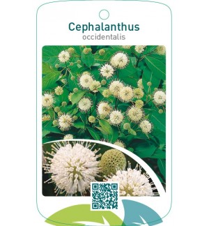 Cephalanthus occidentalis