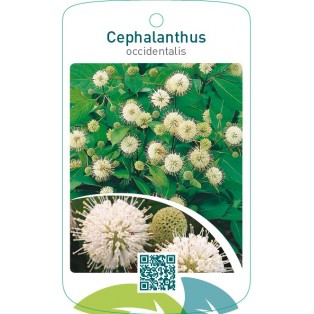 Cephalanthus occidentalis