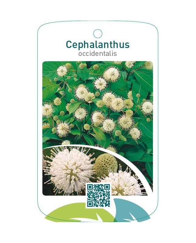 Cephalanthus occidentalis