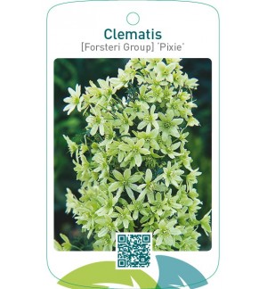 Clematis [Forsteri Group] ‘Pixie’