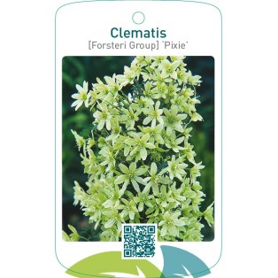 Clematis [Forsteri Group] ‘Pixie’