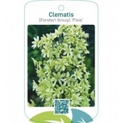 Clematis [Forsteri Group] ‘Pixie’