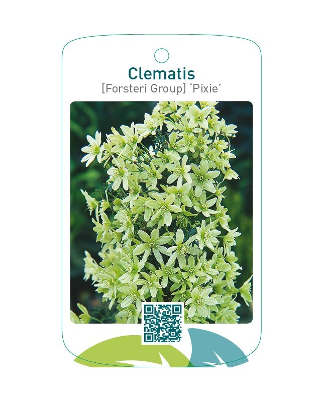 Clematis [Forsteri Group] ‘Pixie’