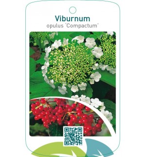 Viburnum opulus ‘Compactum’