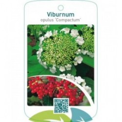 Viburnum opulus ‘Compactum’
