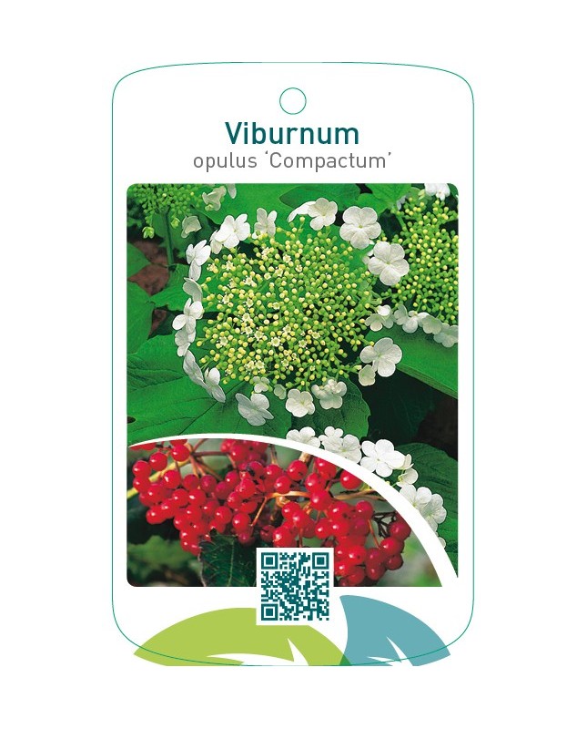 Viburnum opulus ‘Compactum’