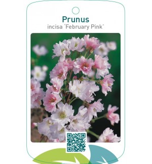 Prunus incisa ‘February Pink’